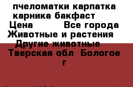 пчеломатки карпатка карника бакфаст F-1 › Цена ­ 800 - Все города Животные и растения » Другие животные   . Тверская обл.,Бологое г.